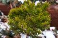 Pinus mugo Kloster IMG_8761 Sosna kosodrzewina